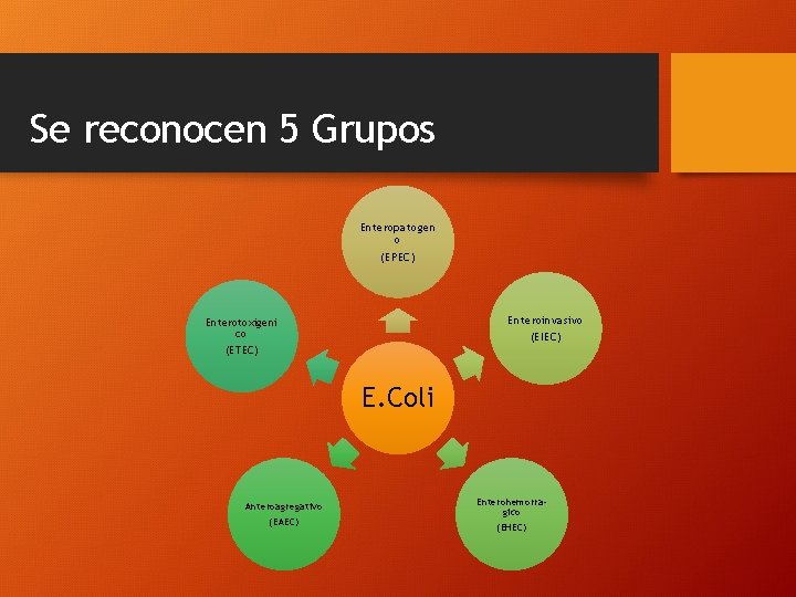 Se reconocen 5 Grupos Enteropatogen o (EPEC) Enteroinvasivo (EIEC) Enterotoxigeni co (ETEC) E. Coli