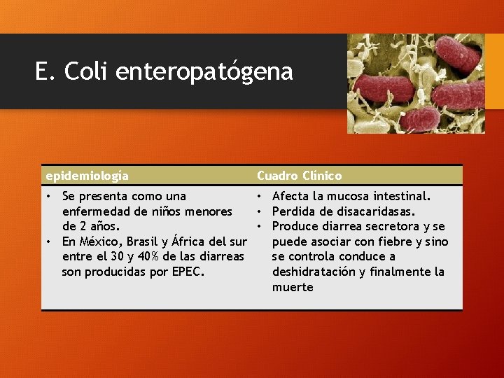 E. Coli enteropatógena epidemiología Cuadro Clínico • Se presenta como una • Afecta la