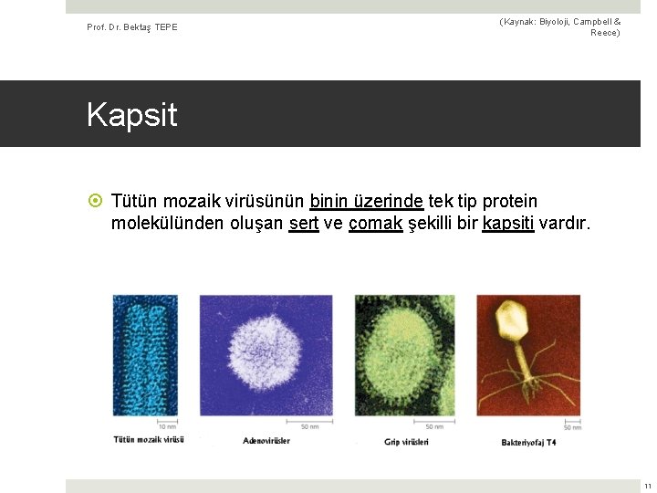 Prof. Dr. Bektaş TEPE (Kaynak: Biyoloji, Campbell & Reece) Kapsit Tütün mozaik virüsünün binin