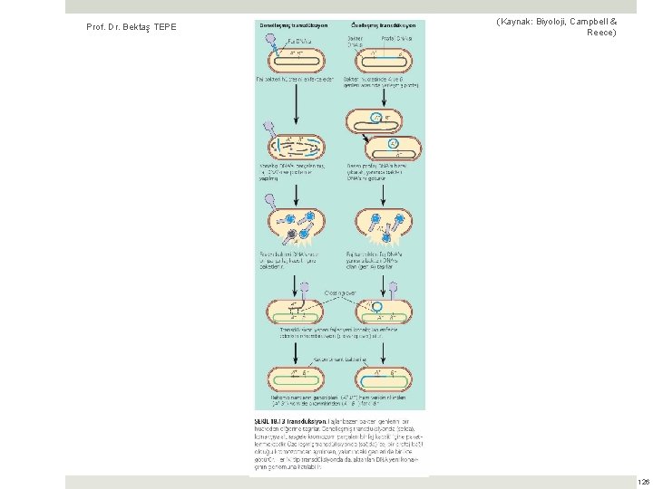 Prof. Dr. Bektaş TEPE (Kaynak: Biyoloji, Campbell & Reece) 126 