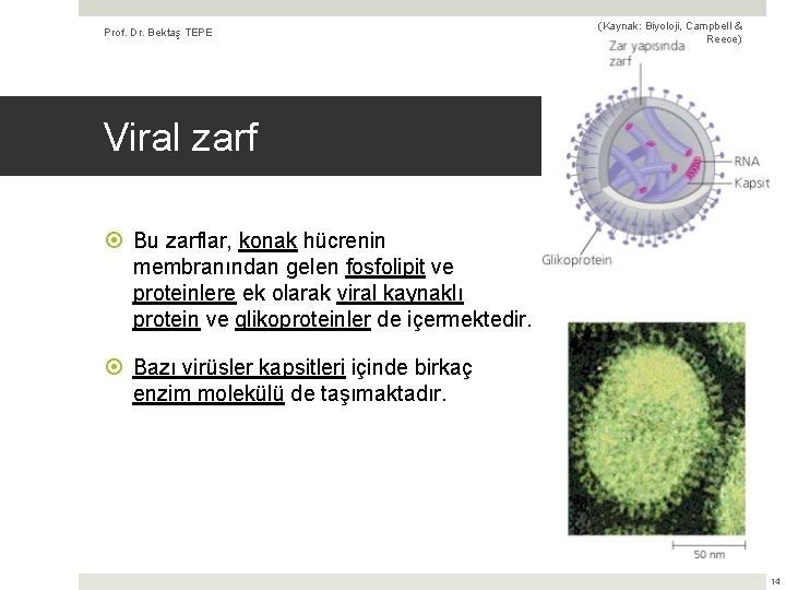 Prof. Dr. Bektaş TEPE (Kaynak: Biyoloji, Campbell & Reece) Viral zarf Bu zarflar, konak