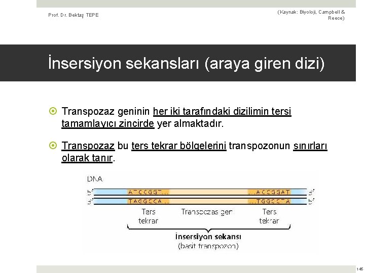 Prof. Dr. Bektaş TEPE (Kaynak: Biyoloji, Campbell & Reece) İnsersiyon sekansları (araya giren dizi)