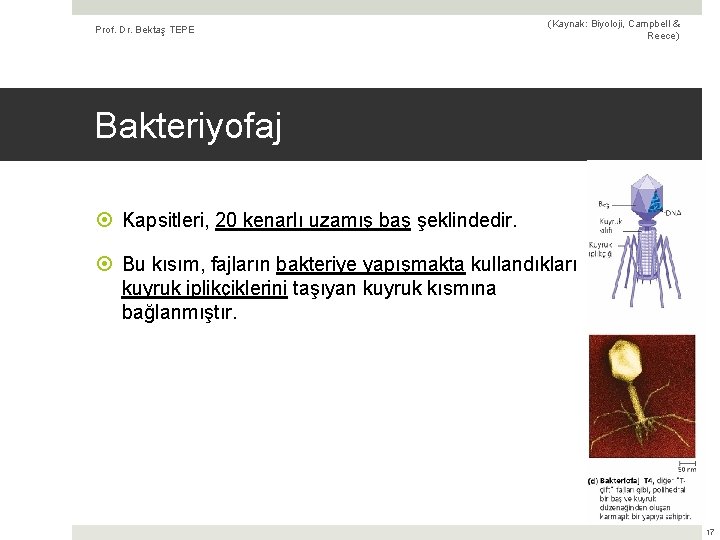 Prof. Dr. Bektaş TEPE (Kaynak: Biyoloji, Campbell & Reece) Bakteriyofaj Kapsitleri, 20 kenarlı uzamış