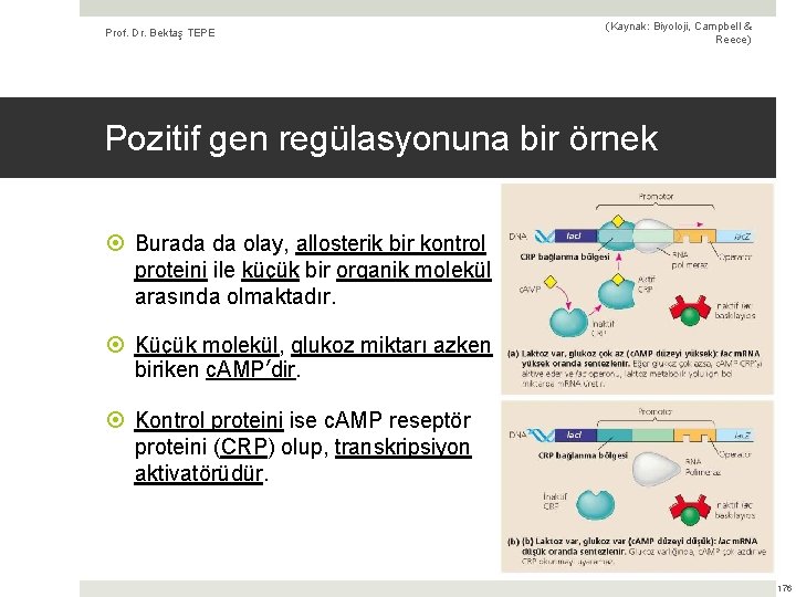 Prof. Dr. Bektaş TEPE (Kaynak: Biyoloji, Campbell & Reece) Pozitif gen regülasyonuna bir örnek