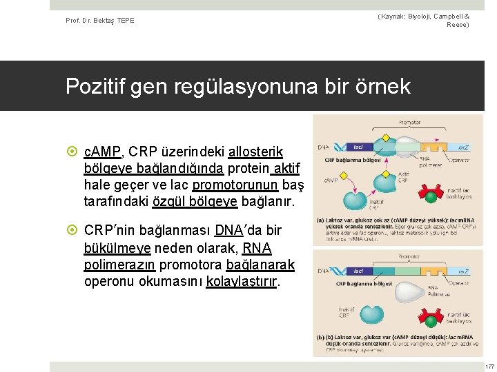 Prof. Dr. Bektaş TEPE (Kaynak: Biyoloji, Campbell & Reece) Pozitif gen regülasyonuna bir örnek