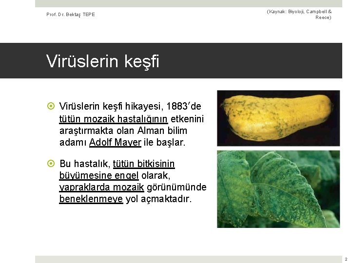 Prof. Dr. Bektaş TEPE (Kaynak: Biyoloji, Campbell & Reece) Virüslerin keşfi hikayesi, 1883’de tütün