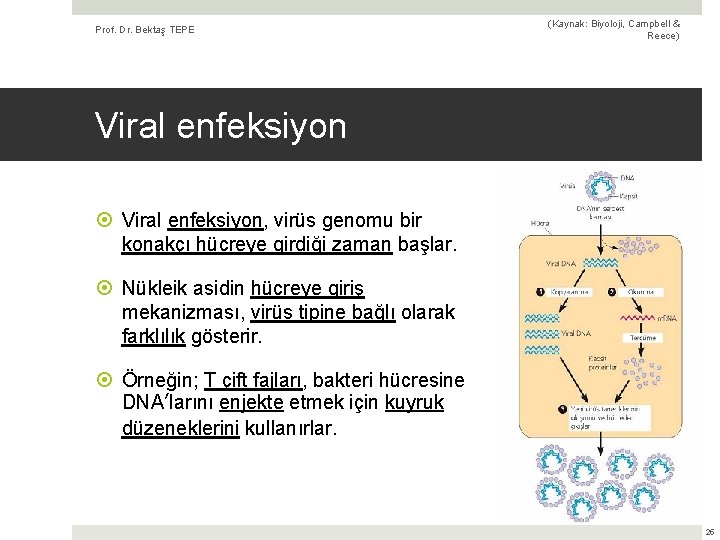 Prof. Dr. Bektaş TEPE (Kaynak: Biyoloji, Campbell & Reece) Viral enfeksiyon, virüs genomu bir