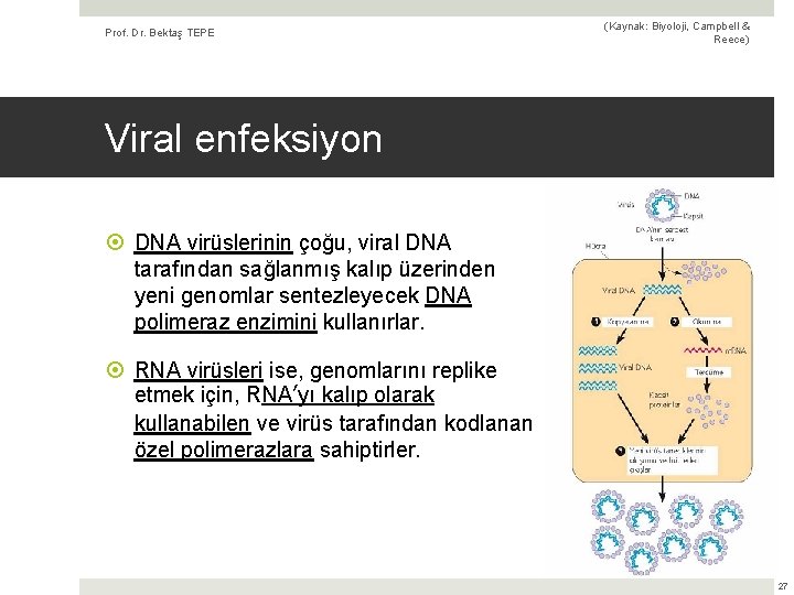 Prof. Dr. Bektaş TEPE (Kaynak: Biyoloji, Campbell & Reece) Viral enfeksiyon DNA virüslerinin çoğu,