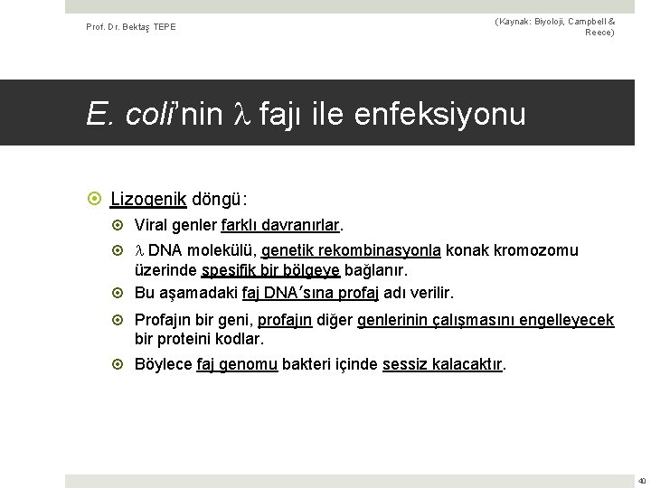 Prof. Dr. Bektaş TEPE (Kaynak: Biyoloji, Campbell & Reece) E. coli’nin fajı ile enfeksiyonu