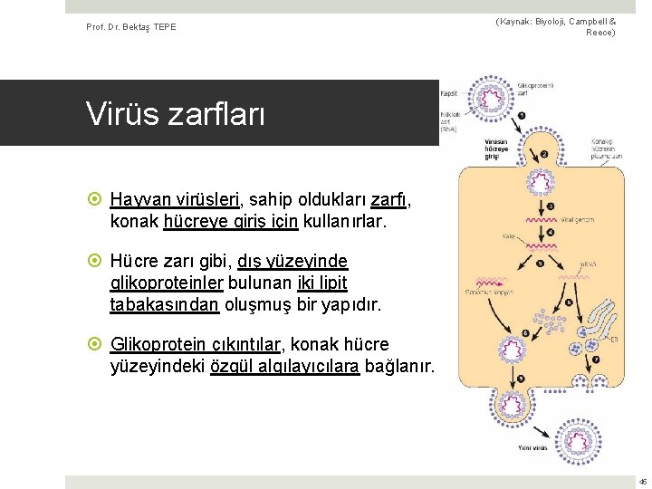 Prof. Dr. Bektaş TEPE (Kaynak: Biyoloji, Campbell & Reece) Virüs zarfları Hayvan virüsleri, sahip