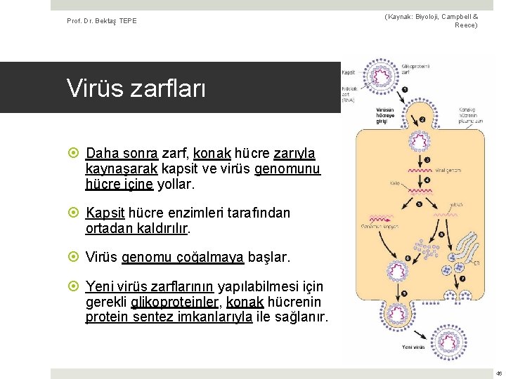 Prof. Dr. Bektaş TEPE (Kaynak: Biyoloji, Campbell & Reece) Virüs zarfları Daha sonra zarf,