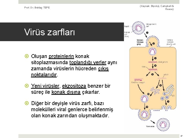 Prof. Dr. Bektaş TEPE (Kaynak: Biyoloji, Campbell & Reece) Virüs zarfları Oluşan proteinlerin konak