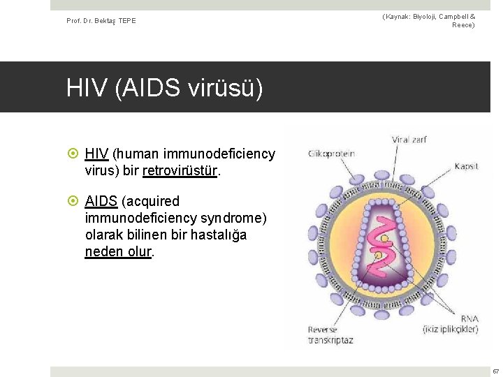Prof. Dr. Bektaş TEPE (Kaynak: Biyoloji, Campbell & Reece) HIV (AIDS virüsü) HIV (human