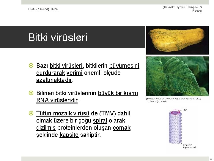 Prof. Dr. Bektaş TEPE (Kaynak: Biyoloji, Campbell & Reece) Bitki virüsleri Bazı bitki virüsleri,