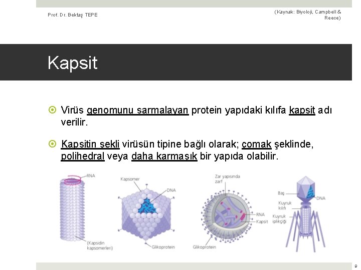 Prof. Dr. Bektaş TEPE (Kaynak: Biyoloji, Campbell & Reece) Kapsit Virüs genomunu sarmalayan protein