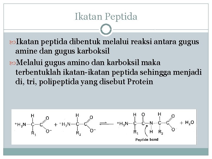 Ikatan Peptida Ikatan peptida dibentuk melalui reaksi antara gugus amine dan gugus karboksil Melalui