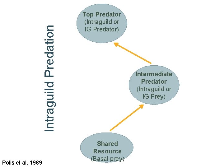 Intraguild Predation Polis et al. 1989 Top Predator (Intraguild or IG Predator) Intermediate Predator