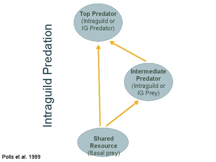 Intraguild Predation Polis et al. 1989 Top Predator (Intraguild or IG Predator) Intermediate Predator
