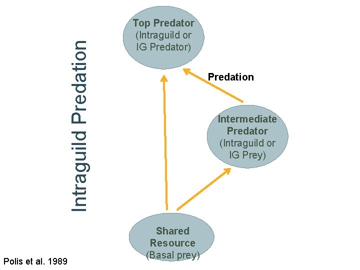 Intraguild Predation Polis et al. 1989 Top Predator (Intraguild or IG Predator) Predation Intermediate