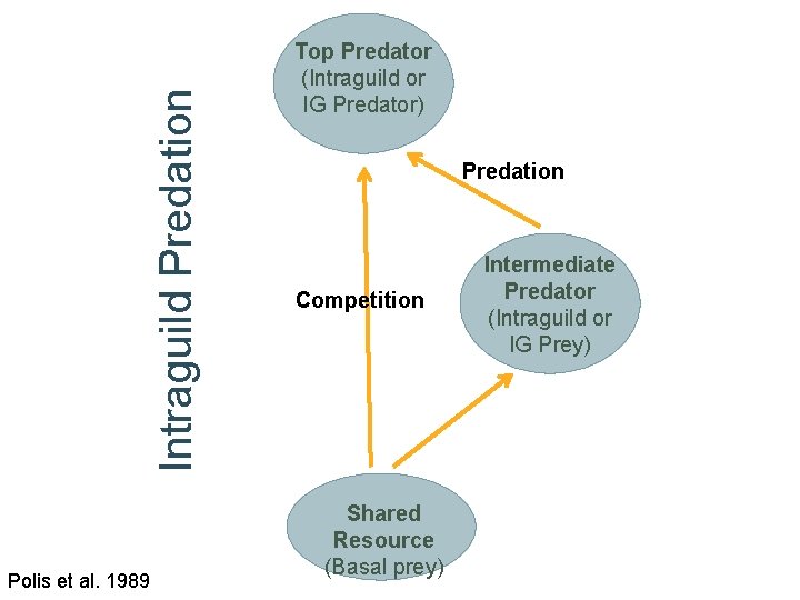 Intraguild Predation Polis et al. 1989 Top Predator (Intraguild or IG Predator) Predation Competition