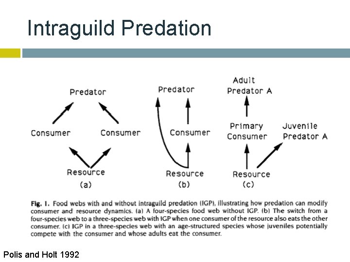 Intraguild Predation Polis and Holt 1992 