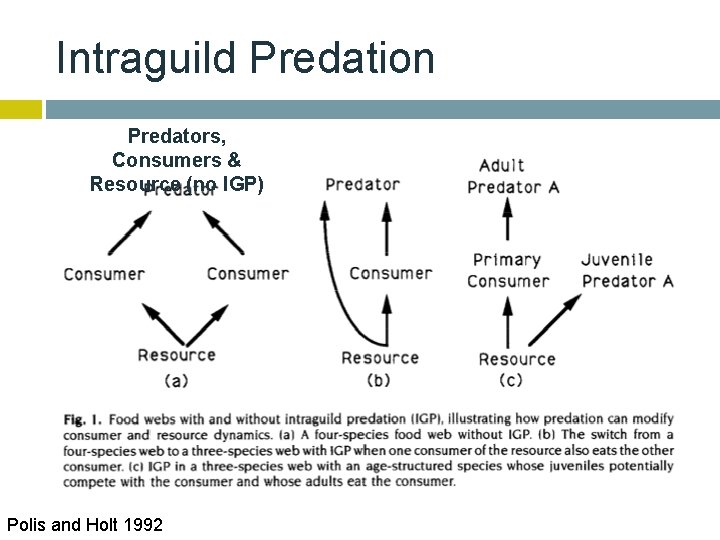 Intraguild Predation Predators, Consumers & Resource (no IGP) Polis and Holt 1992 