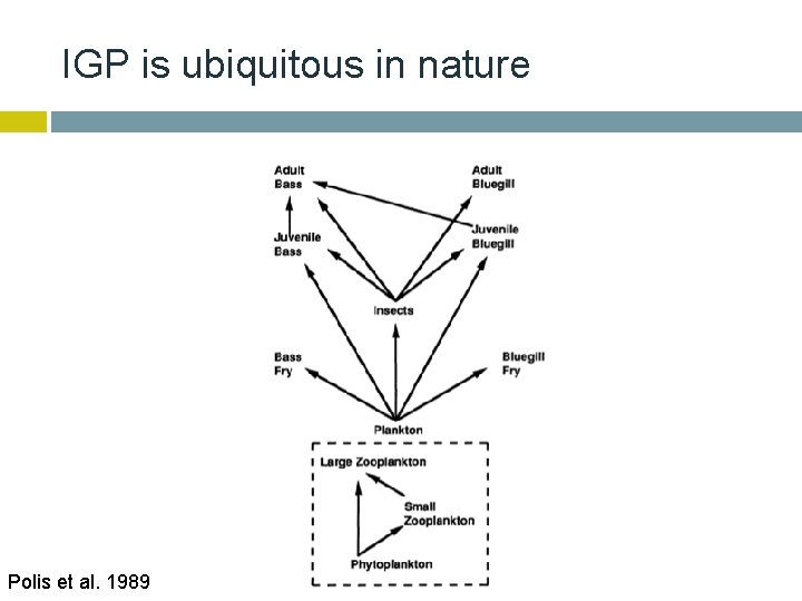 IGP is ubiquitous in nature Polis et al. 1989 