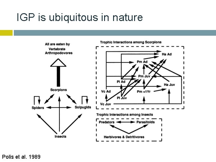 IGP is ubiquitous in nature Polis et al. 1989 
