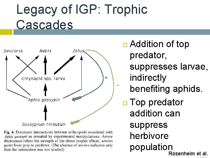 Legacy of IGP: Trophic Cascades Addition of top predator, suppresses larvae, indirectly - benefiting