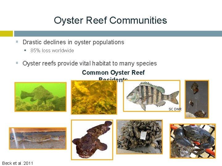 Oyster Reef Communities § Drastic declines in oyster populations § 85% loss worldwide §