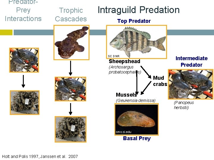Predator. Prey Interactions Trophic Cascades Intraguild Predation Top Predator SC DNR Intermediate Predator Sheepshead