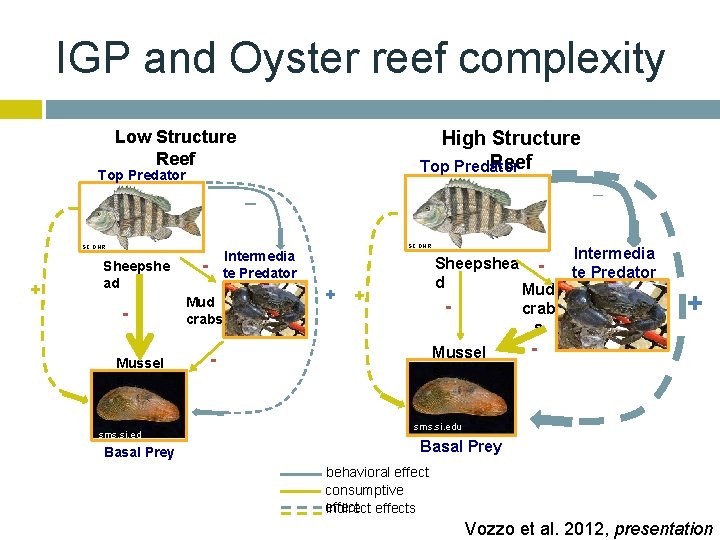 IGP and Oyster reef complexity Low Structure Reef High Structure Reef Top Predator −