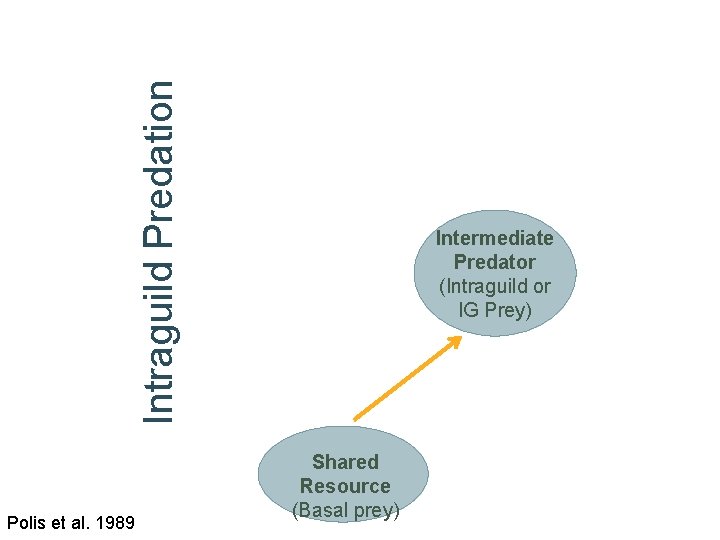 Intraguild Predation Polis et al. 1989 Intermediate Predator (Intraguild or IG Prey) Shared Resource