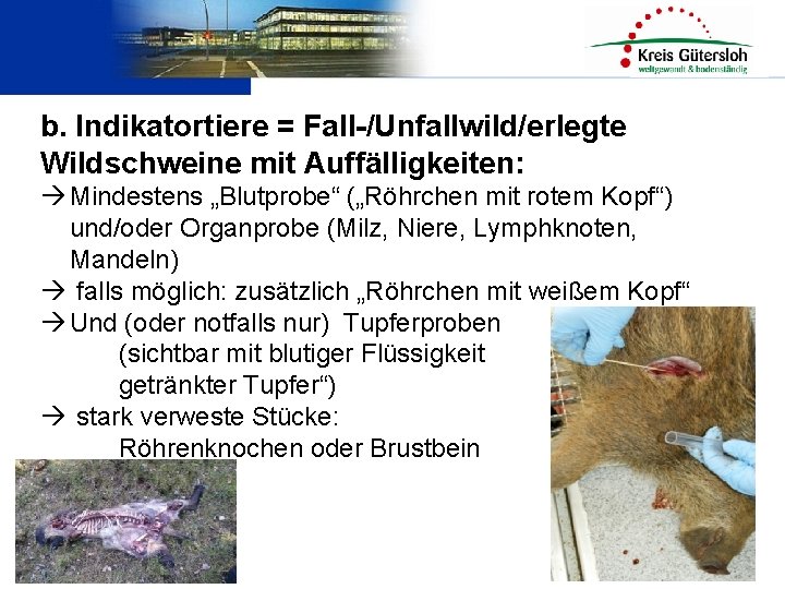 b. Indikatortiere = Fall-/Unfallwild/erlegte Wildschweine mit Auffälligkeiten: Mindestens „Blutprobe“ („Röhrchen mit rotem Kopf“) und/oder