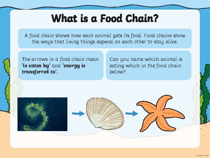 What is a Food Chain? A food chain shows how each animal gets its