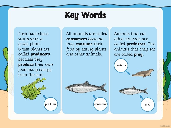 Key Words Each food chain starts with a green plant. Green plants are called