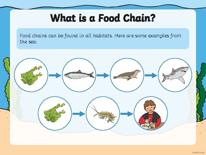 What is a Food Chain? Food chains can be found in all habitats. Here