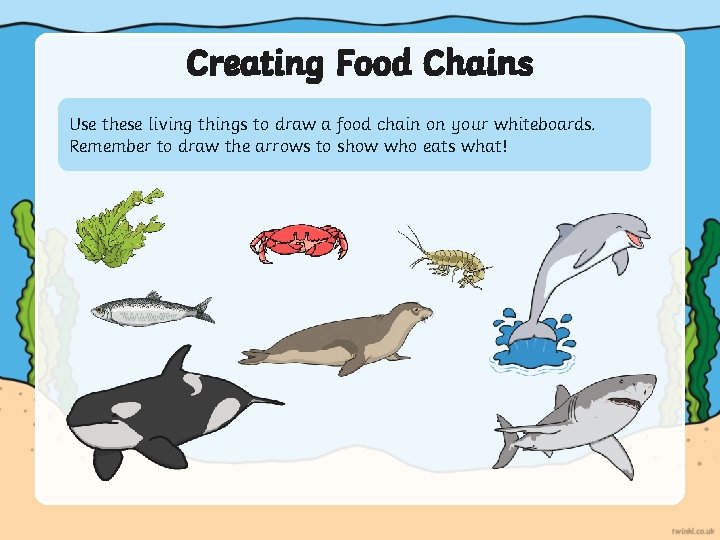 Creating Food Chains Use these living things to draw a food chain on your