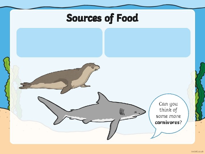 Sources of Food Can you think of some more carnivores? 