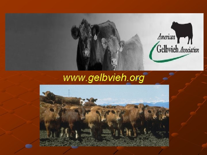 www. gelbvieh. org 