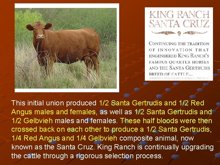 This initial union produced 1/2 Santa Gertrudis and 1/2 Red Angus males and females,