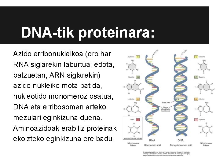 DNA-tik proteinara: Azido erribonukleikoa (oro har RNA siglarekin laburtua; edota, batzuetan, ARN siglarekin) azido