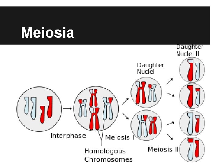 Meiosia 