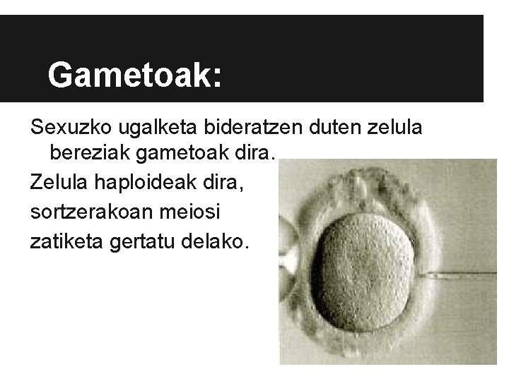 Gametoak: Sexuzko ugalketa bideratzen duten zelula bereziak gametoak dira. Zelula haploideak dira, sortzerakoan meiosi