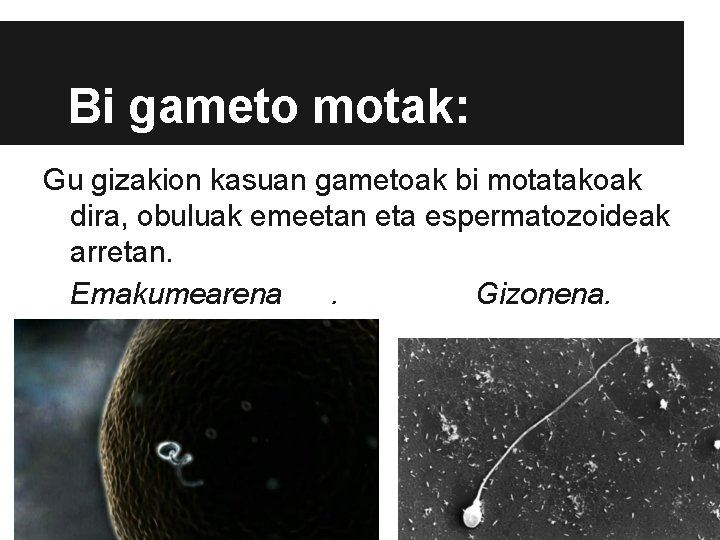 Bi gameto motak: Gu gizakion kasuan gametoak bi motatakoak dira, obuluak emeetan eta espermatozoideak