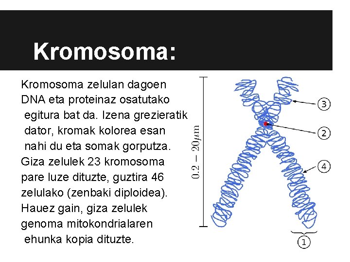 Kromosoma: Kromosoma zelulan dagoen DNA eta proteinaz osatutako egitura bat da. Izena grezieratik dator,