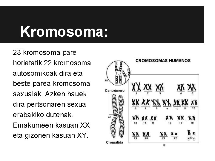 Kromosoma: 23 kromosoma pare horietatik 22 kromosoma autosomikoak dira eta beste parea kromosoma sexualak.