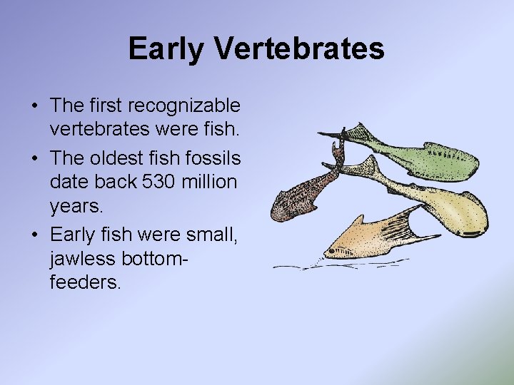 Early Vertebrates • The first recognizable vertebrates were fish. • The oldest fish fossils