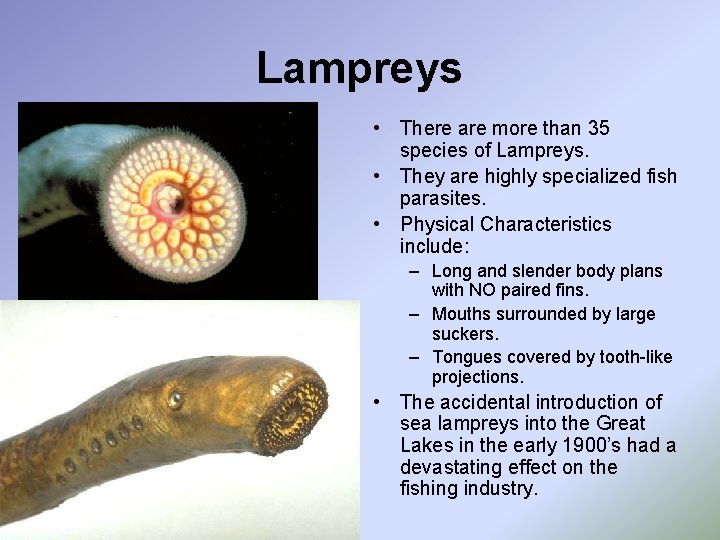 Lampreys • There are more than 35 species of Lampreys. • They are highly