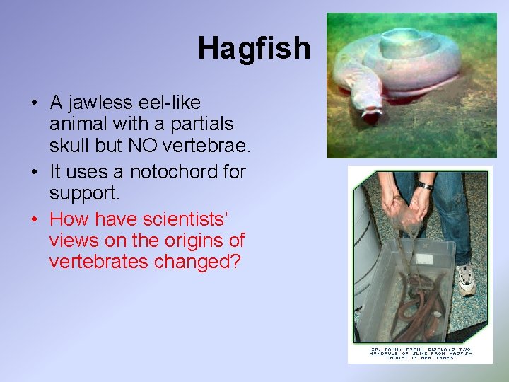 Hagfish • A jawless eel-like animal with a partials skull but NO vertebrae. •